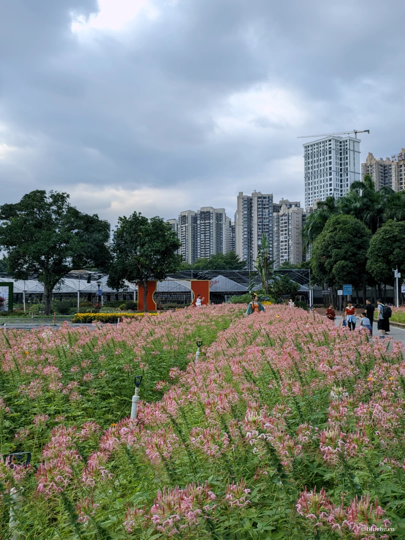 ·粉色醉蝶花盛放